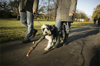 England: Reise mit Haustieren jetzt einfacher
