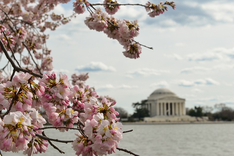 Washington DC: Kirschbltenfestival-Tour