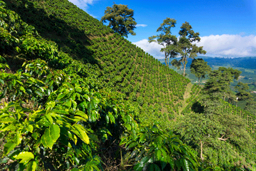 Kaffeeplantage in Kolumbien. |  jkraft5 | Fotolia.com 